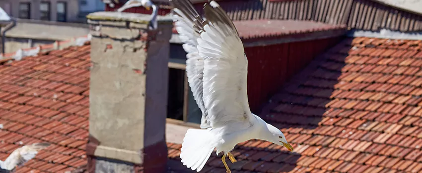 Residential Chimney Animal Removal Solution in Temescal Valley, CA